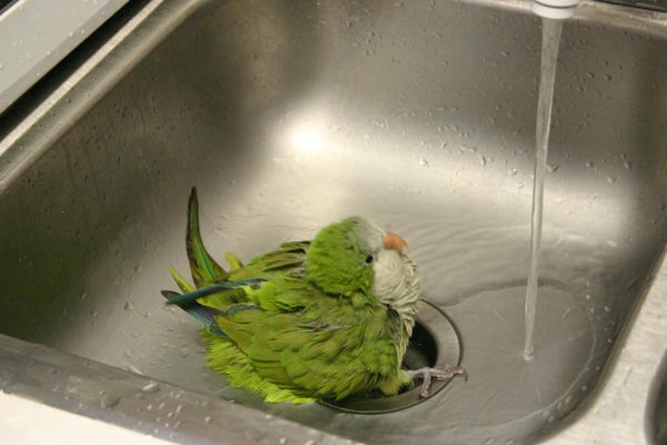 <p>Our quaker parakeet, Hank, taking a bath in the kitchen sink</p>