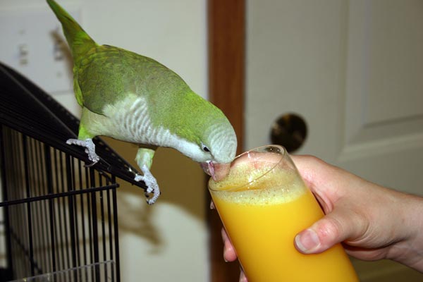 <p>Our quaker parakeet, Hank, drinking orange juice from a glass</p>