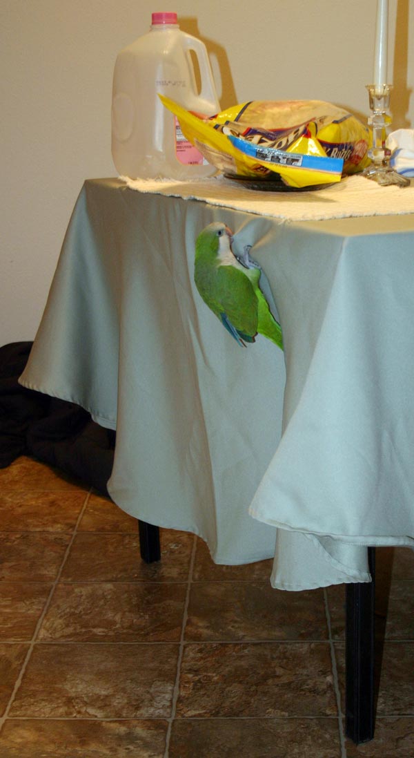 <p>Our quaker parakeet, Hank, climbing up the table cloth. The table has an empty milk jug to keep him from landing on that spot from his cage.</p>