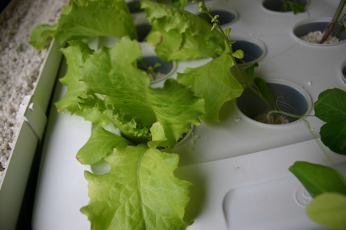 Aquaponic Lettuce